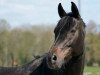 dressage horse Summer 31 (Hanoverian, 2007, from Sandro Hit)