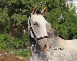 broodmare CARMELA u. LOURDES (Pura Raza Espanola (PRE), 2010)