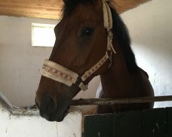 dressage horse Donald 551 (Oldenburg, 2008, from Donninger)