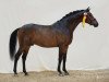 stallion United Europ (Austrian Warmblood, 2011, from Uphill)