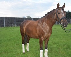 broodmare Enya (Austrian Warmblood, 2003, from Lux As)