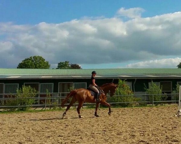 broodmare Carolina 40 (Mecklenburg, 2008, from Carlo 300)