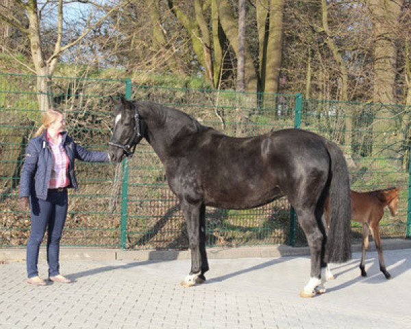 broodmare Pearl (Oldenburg, 2000, from Donnerhall)