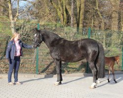 broodmare Pearl (Oldenburg, 2000, from Donnerhall)