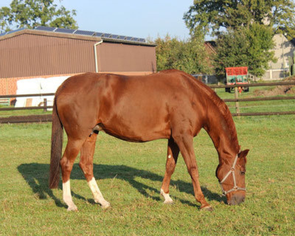 broodmare Dornröschen (Oldenburg, 2001, from Donnerhall)