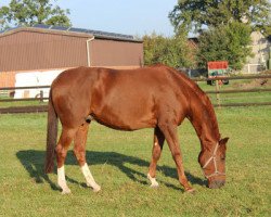 broodmare Dornröschen (Oldenburg, 2001, from Donnerhall)