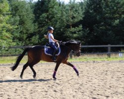 dressage horse Design du Jade (Belgian Riding Pony, 2009, from FS Champion de Luxe)