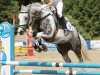 dressage horse Daiquiri (Pinto / Hunter, 2003, from Sunny Boy)