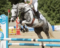 dressage horse Daiquiri (Pinto/Hunter, 2003, from Sunny Boy)