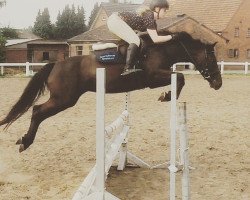 broodmare Sprightly (German Riding Pony, 2008, from Nemax)