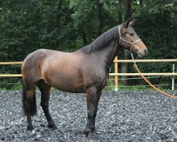 broodmare Fine Fiorina 2 (Connemara Pony, 2008, from Penancing-Brook Hazy Marschall)