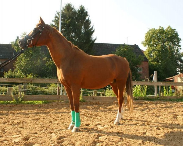 broodmare Prinzeß (German Riding Pony, 1992, from Principal Boy)