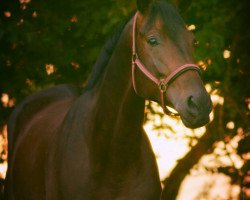 Dressurpferd Valentino 357 (Trakehner, 2011, von Herbstbach)