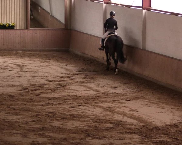 Reitturnier Lüdinghausen-Westrup 2019