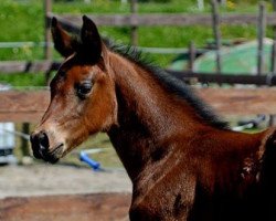 broodmare Pippilotta (German Sport Horse, 2016, from Perigueux)