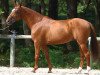 stallion Manhattan de Semilly (Selle Français, 2000, from Rosire)