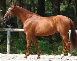 stallion Manhattan de Semilly (Selle Français, 2000, from Rosire)