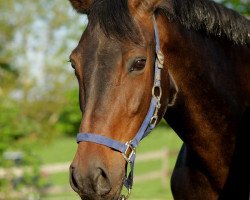 Zuchtstute Carica (Holsteiner, 2002, von Contender)