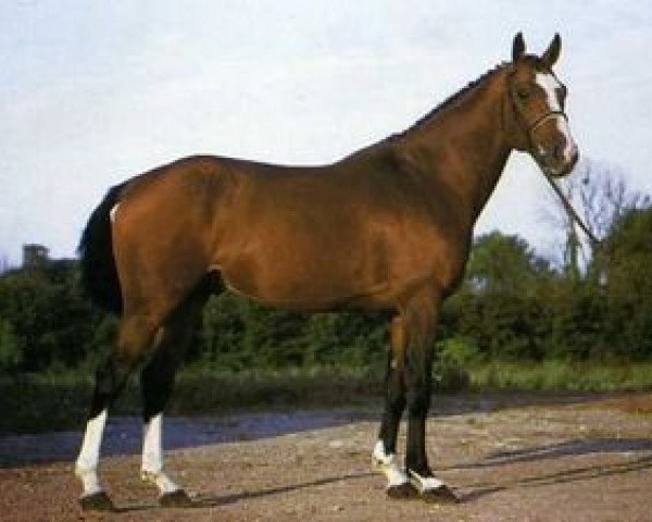 stallion Pilum (Selle Français, 1981, from Quastor)