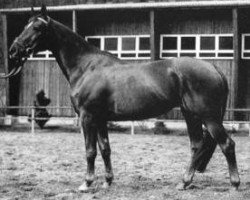 Zuchtstute Filia X (Trakehner, 1963, von Carajan)