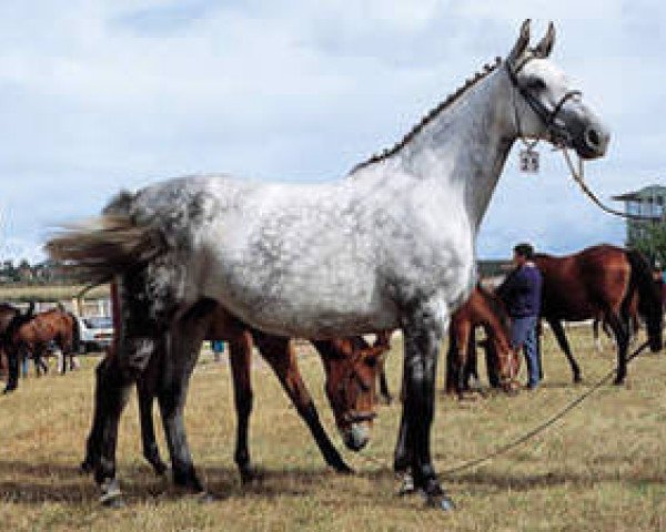 broodmare Adoret Z (Hanoverian, 1980, from Almé)