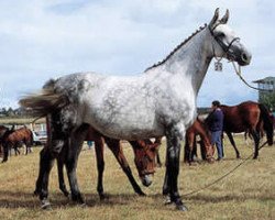 broodmare Adoret Z (Hanoverian, 1980, from Alme)