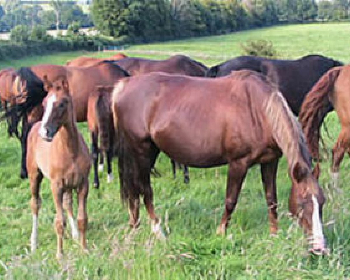 broodmare Elvira Mail (Selle Français, 1992, from Laudanum xx)