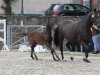 broodmare Ballerine (Hanoverian, 2008, from Ballettmeister)