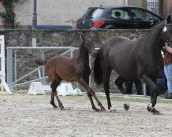 Dressurpferd Ballerine (Hannoveraner, 2008, von Ballettmeister)