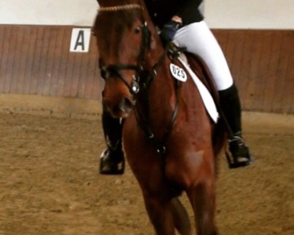 jumper Camina 23 (German Warmblood, 2007, from Coriano)