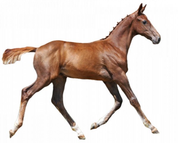 jumper Vigo d'Fee de Septon Z (Zangersheide riding horse, 2016, from Vigo d'Arsouilles)