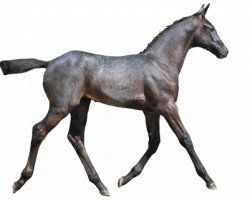 Springpferd Quelle Choix van Heiste (Belgisches Warmblut, 2016, von Mr. Cielo Odth Z)