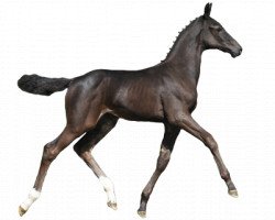 Springpferd Quinoa Hw (Belgisches Warmblut, 2016, von Comme il Faut)