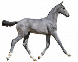 Springpferd Styles (Belgisches Warmblut, 2016, von Cornet Obolensky)