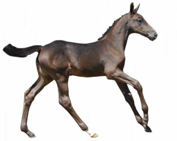 horse Fleurelie (Zangersheide riding horse, 2016, from For Pleasure)