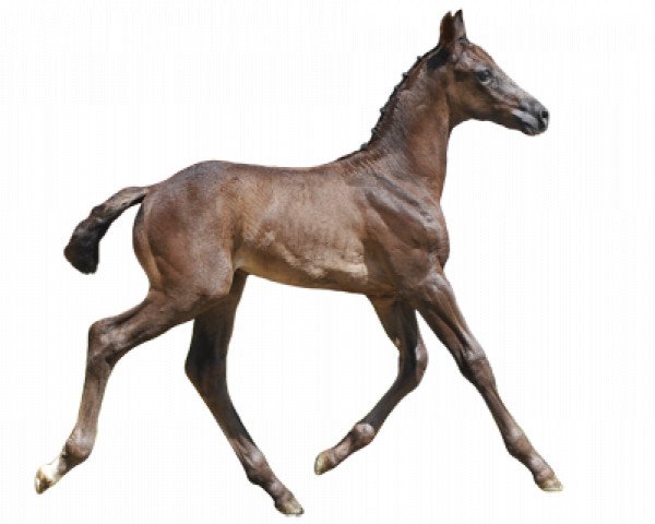 stallion Qatar Odeveld (Belgian Warmblood, 2016, from Kannan)