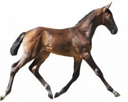 horse Qvitka PKZ (Belgian Warmblood, 2016, from For Pleasure)