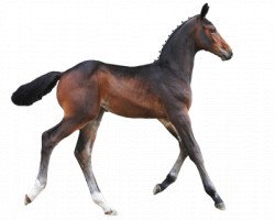 Springpferd Quickly van 't Klavertje Vier (Belgisches Warmblut, 2016, von Cornet Obolensky)