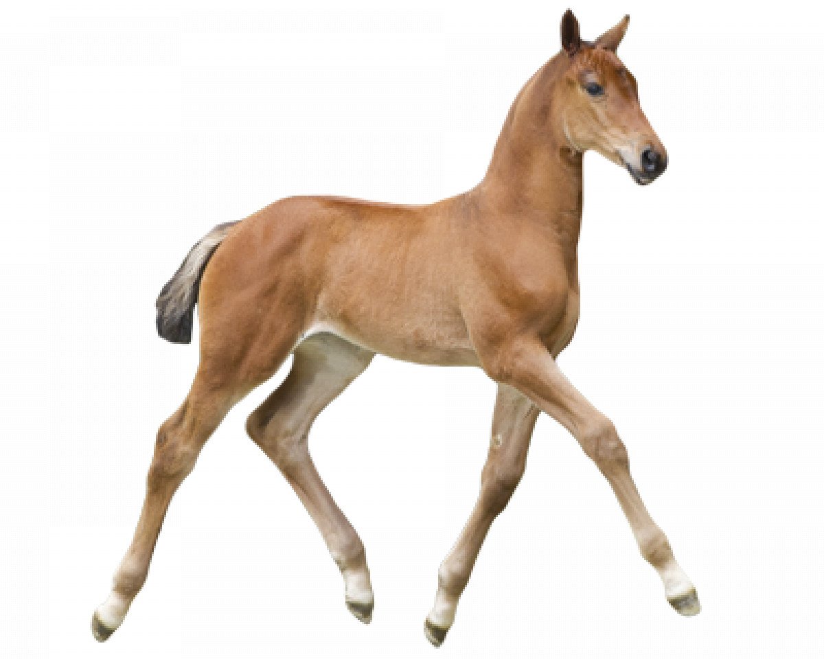 Springpferd Caselle DC Z (Zangersheide Reitpferd, 2016, von Casall Ask)
