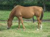 broodmare Ode de Bellevue (Belgium Sporthorse, 1998, from Papillon Rouge)