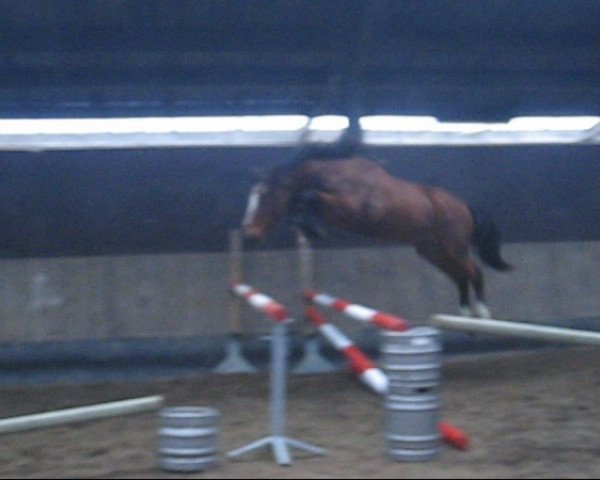 broodmare Havanna vd Bisschop (Belgian Warmblood, 2007, from Nabab de Rêve)