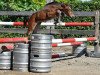 horse Quinoa vd Bisschop (Belgian Warmblood, 2016, from For Pleasure)