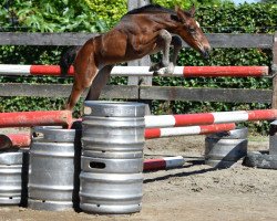 horse Quinoa vd Bisschop (Belgian Warmblood, 2016, from For Pleasure)