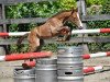 jumper Querly vd Bisschop ET (Belgian Warmblood, 2016, from Vigo d'Arsouilles)