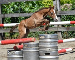 jumper Querly vd Bisschop ET (Belgian Warmblood, 2016, from Vigo d'Arsouilles)