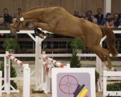 stallion Matisse de Mariposa (Belgian Warmblood, 2012, from Diamant de Semilly)