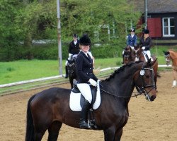 dressage horse Flack DG (KWPN (Royal Dutch Sporthorse), 2010, from Zizi Top)