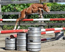 Springpferd Quistro vd Bisschop ET (Belgisches Warmblut, 2016, von Vigo d'Arsouilles)