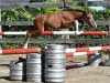 jumper Gently vd Bisschop Z ET (Zangersheide riding horse, 2016, from George Z)