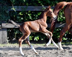 Springpferd Quinto vd Bisschop ET (Belgisches Warmblut, 2016, von De Flor 111 Z)